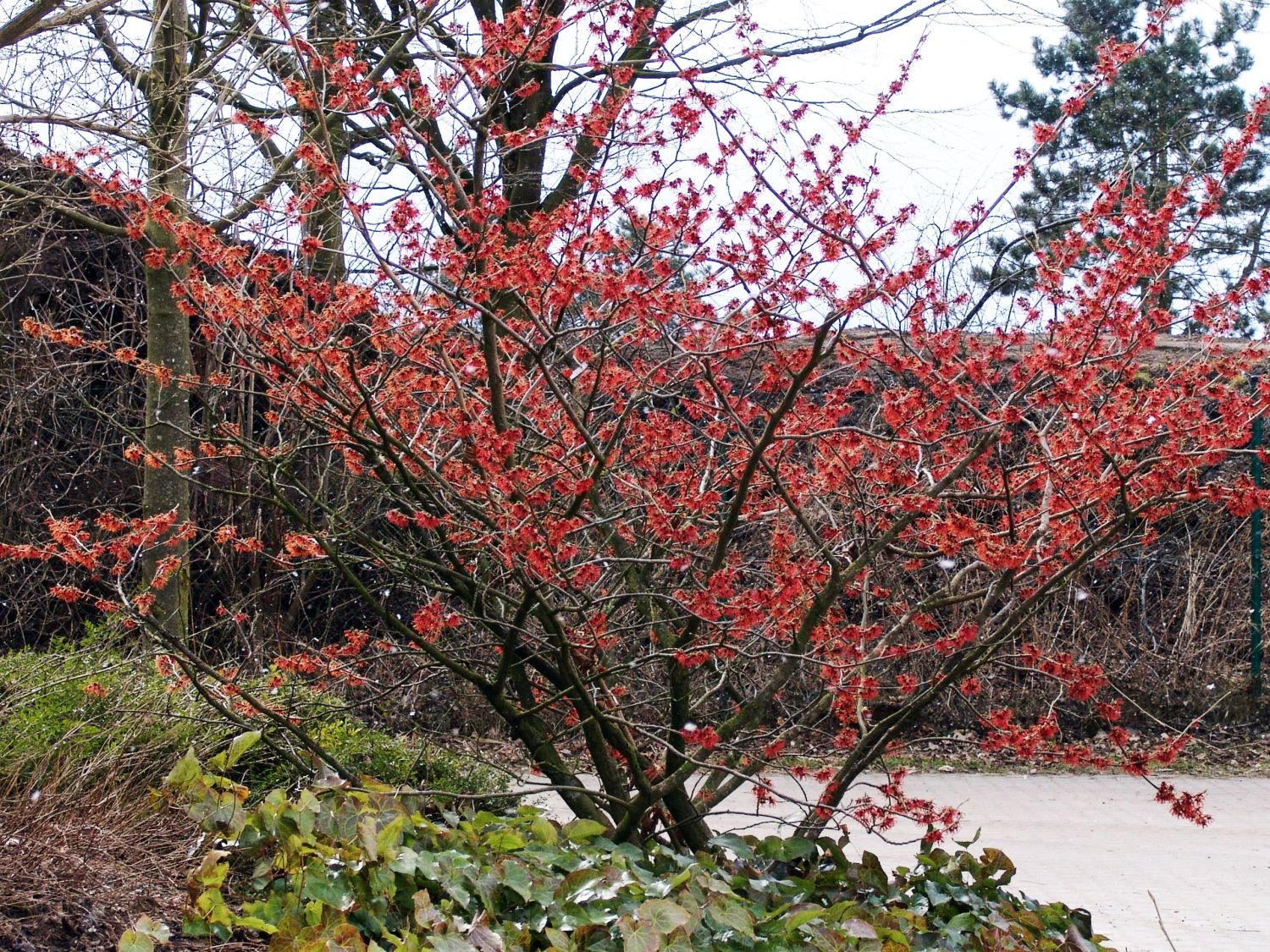 Zaubernuss 'Rubin' - Hamamelis x intermedia 'Rubin'