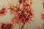 Zaubernuss 'Rubin' - Hamamelis x intermedia 'Rubin'