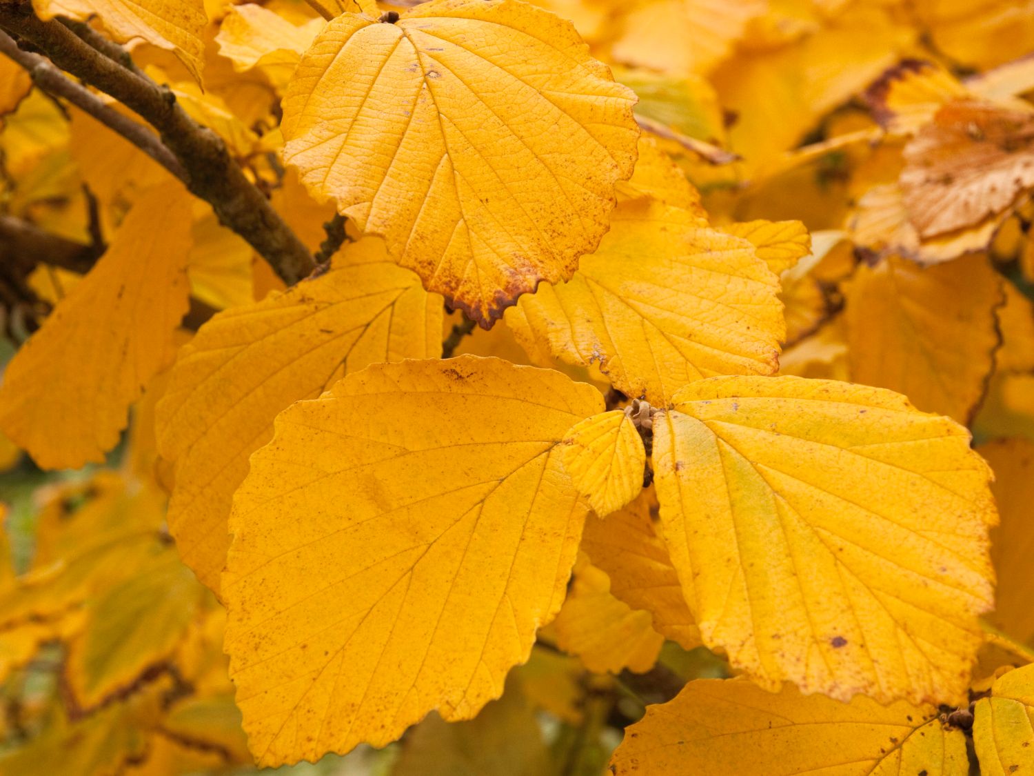 Zaubernuss 'Rubin' - Hamamelis x intermedia 'Rubin'