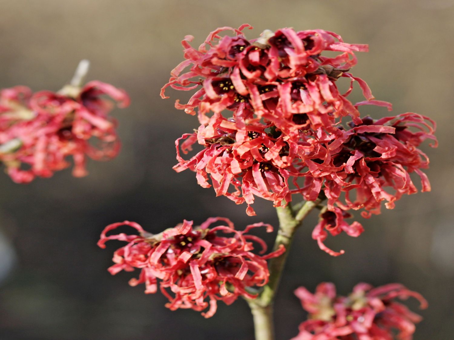 Zaubernuss 'Rubin' - Hamamelis x intermedia 'Rubin'