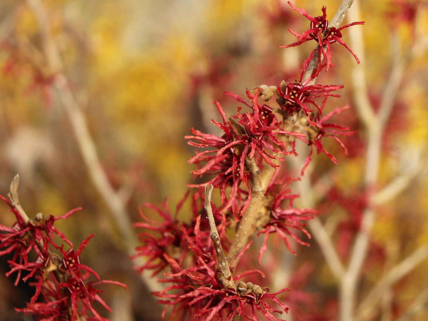 Zaubernuss 'Rubin' - Hamamelis x intermedia 'Rubin'