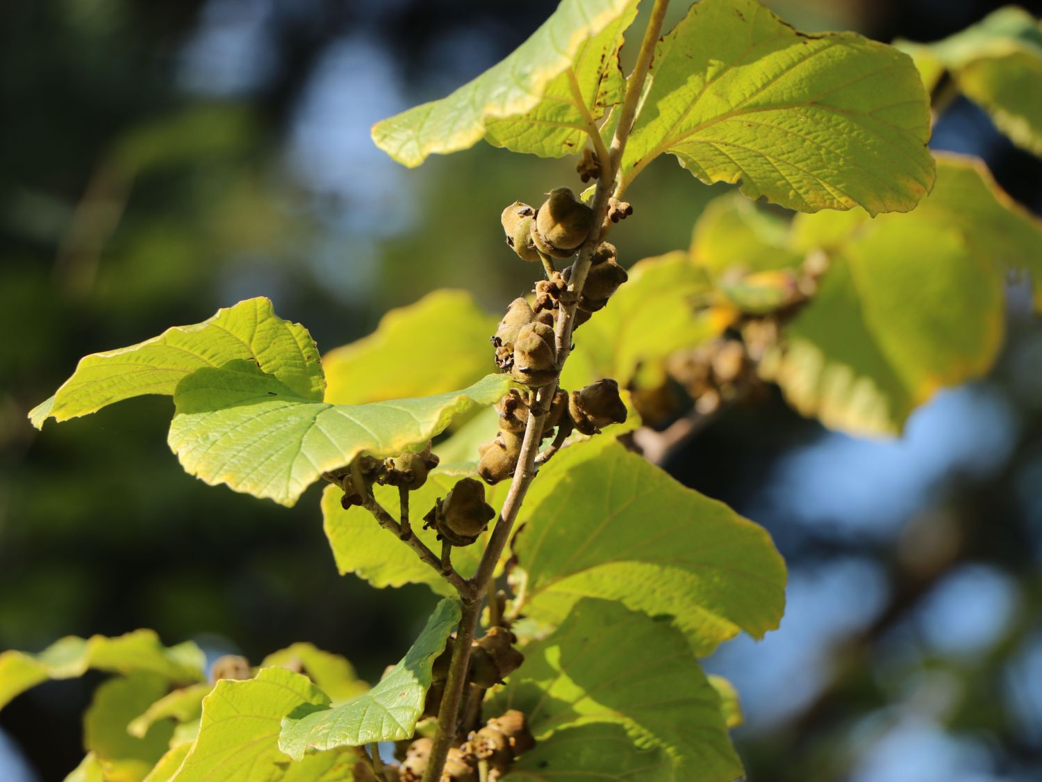 Zaubernuss 'Rubin' - Hamamelis x intermedia 'Rubin'