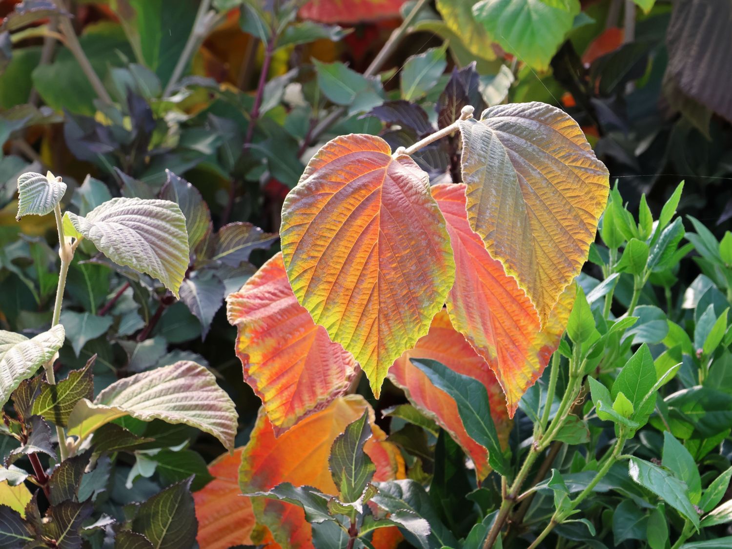 Zaubernuss 'Rubin' - Hamamelis x intermedia 'Rubin'
