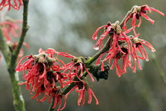 Zaubernuss 'Ruby Glow'