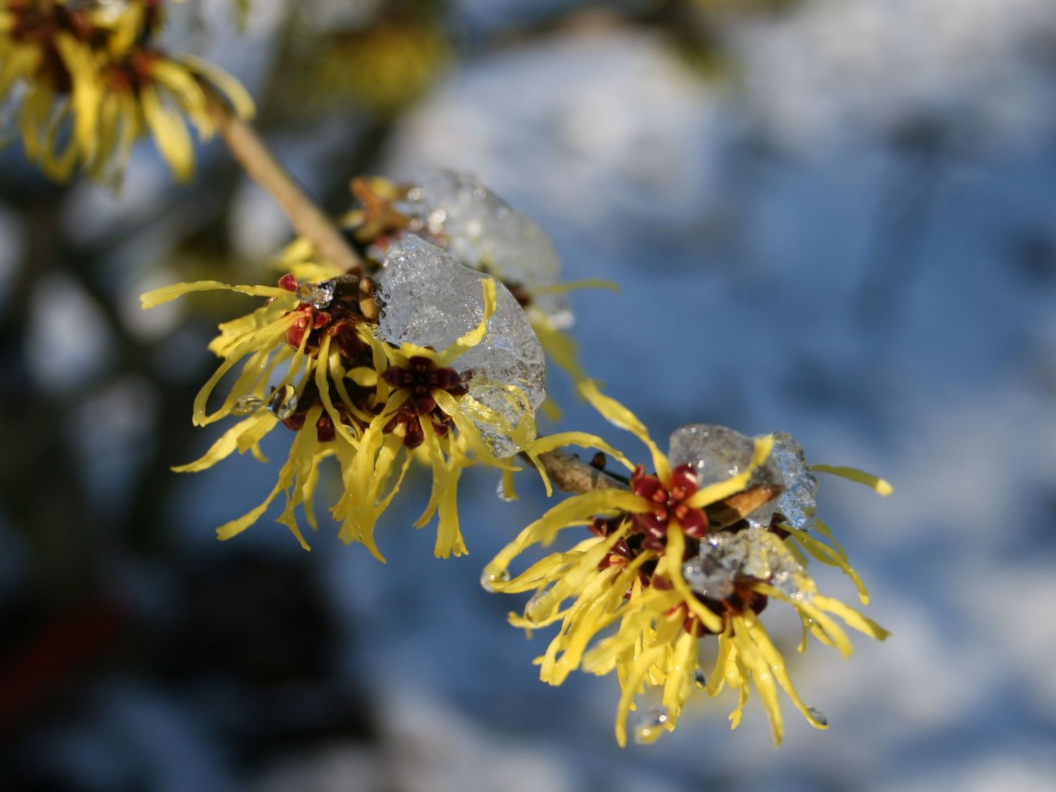 Zaubernuss 'Westerstede'