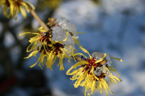Zaubernuss 'Westerstede' - Hamamelis x intermedia 'Westerstede'