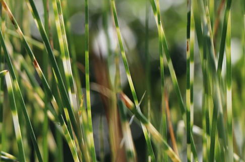 Zebra-Simse 'Zebrinus' - Scirpus lacustris subsp. tabernaemontani 'Zebrinus'