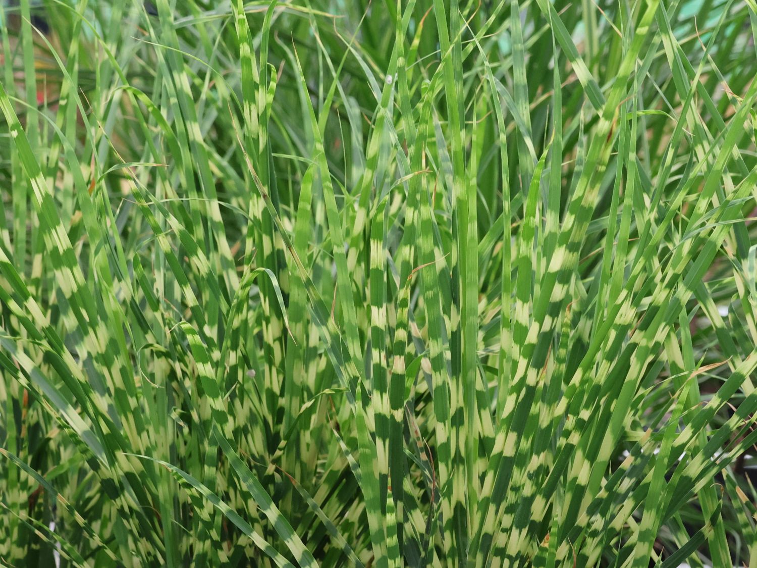 Zebraschilf 'Gold Bar' ®