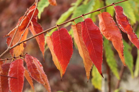 Zelkove 'Variegata' - Zelkova serrata 'Variegata'