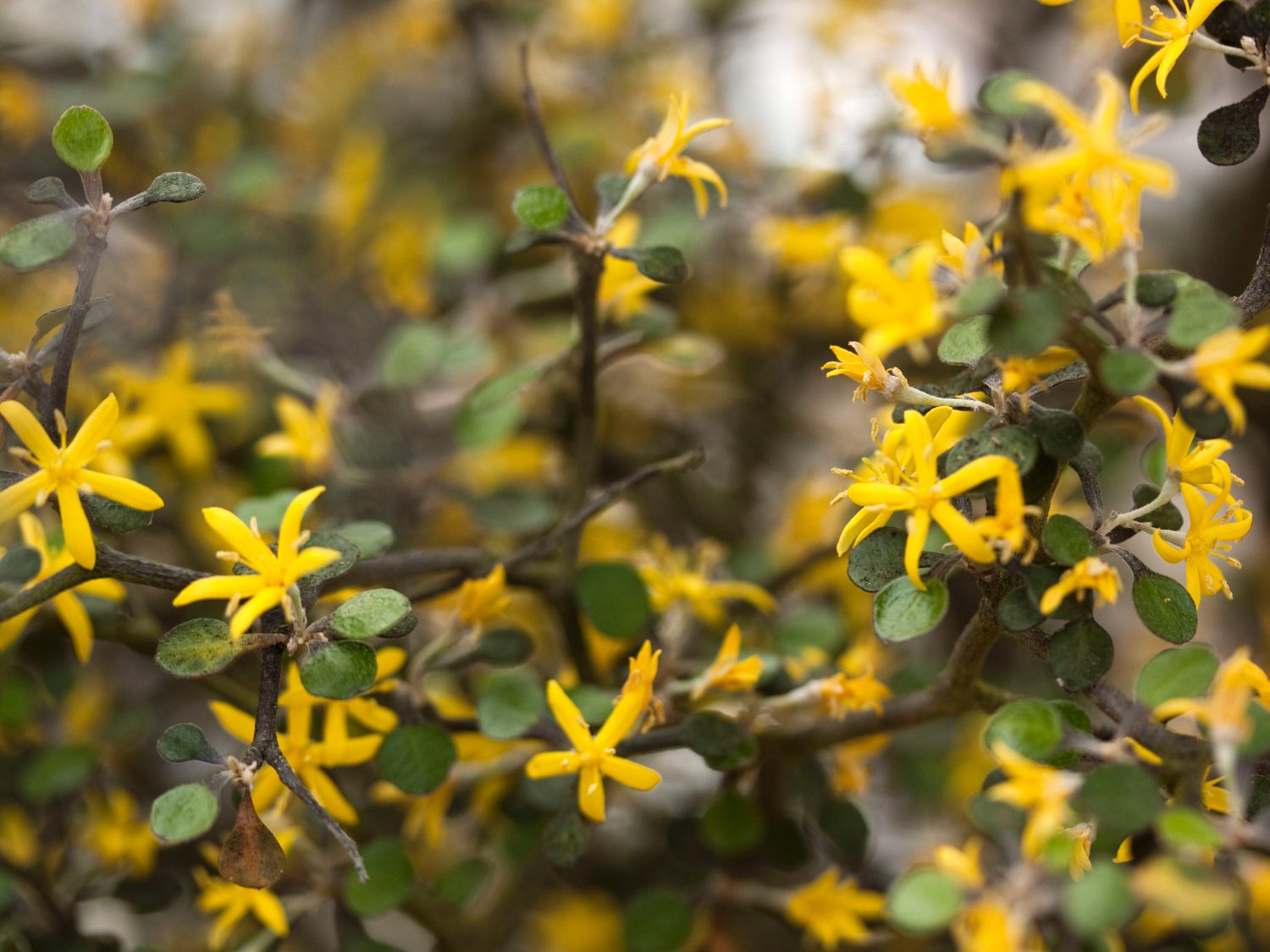 Argophyllaceae (Argophyllaceae)