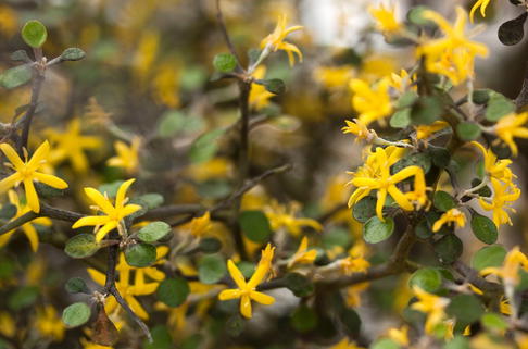 Zickzackstrauch - Corokia cotoneaster