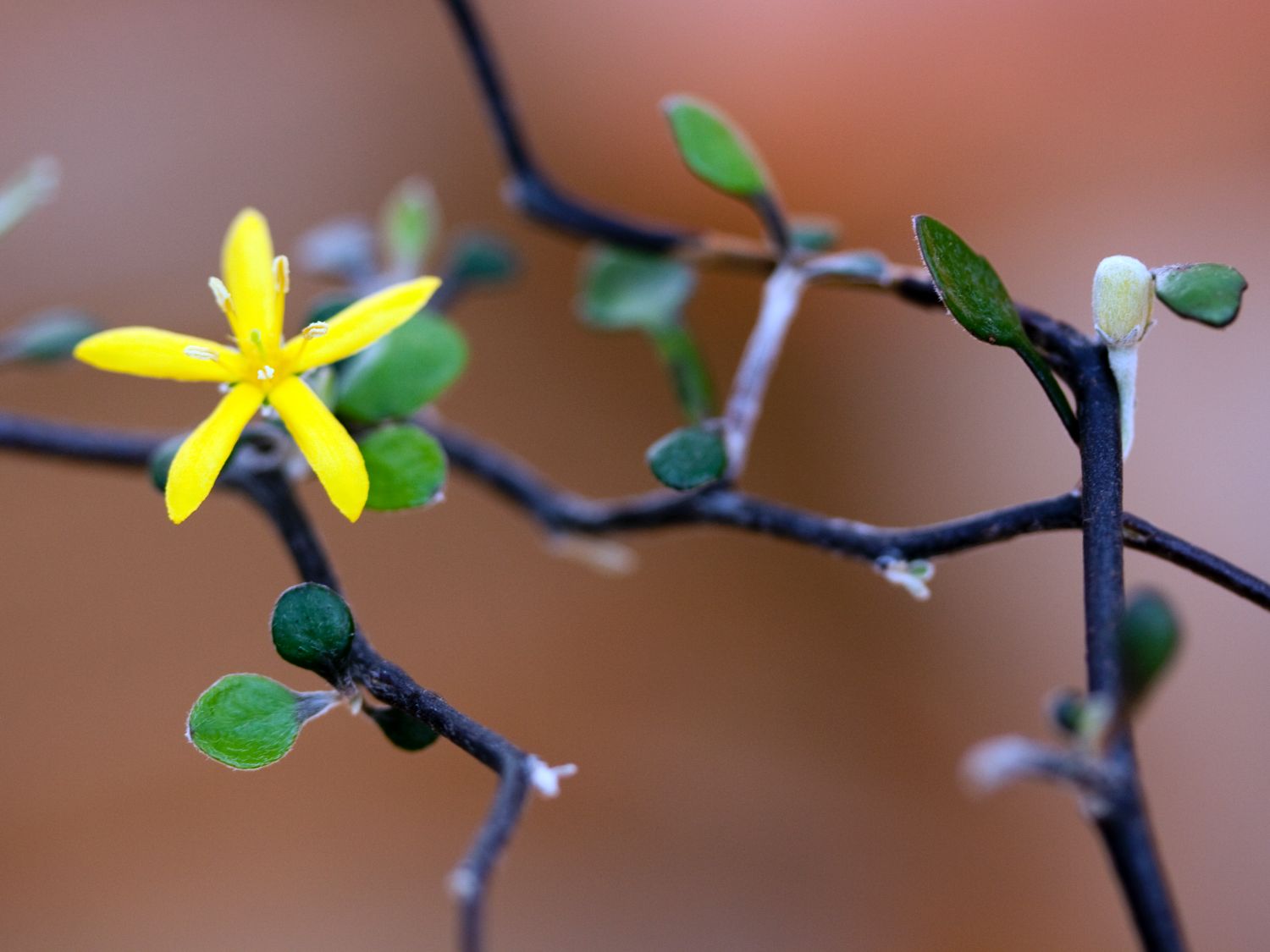 Corokia (Corokia)
