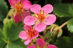 Zier-Erdbeere 'Lipstick' - Fragaria x ananassa 'Lipstick'