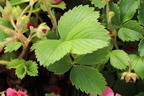 Zier-Erdbeere 'Lipstick' - Fragaria x ananassa 'Lipstick'