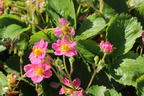 Zier-Erdbeere 'Pink Panda' ® - Fragaria x ananassa 'Pink Panda' ®