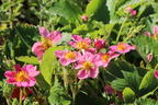 Zier-Erdbeere 'Pink Panda' ® - Fragaria x ananassa 'Pink Panda' ®