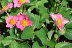 Zier-Erdbeere 'Pink Panda' ® - Fragaria x ananassa 'Pink Panda' ®