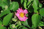 Zier-Erdbeere 'Pink Panda' ® - Fragaria x ananassa 'Pink Panda' ®