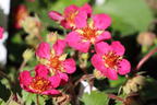 Zier-Erdbeere 'Red Ruby' - Fragaria x ananassa 'Red Ruby'