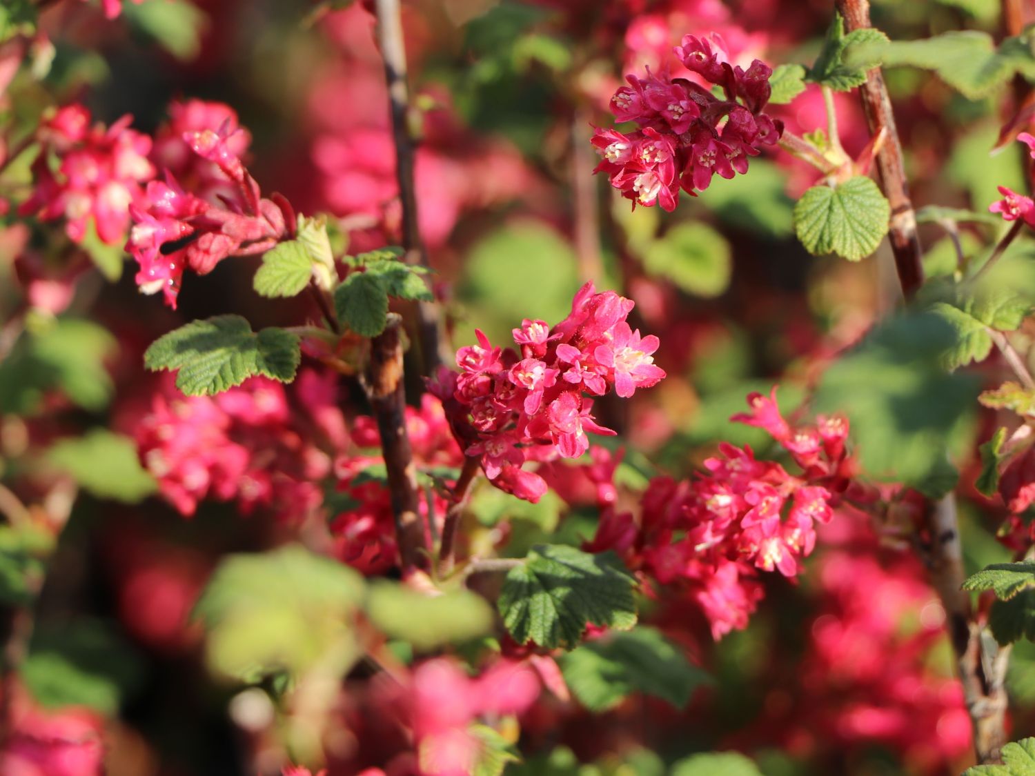 ZierJohannisbeere 'Amore'® Ribes sanguineum 'Amore'® Baumschule