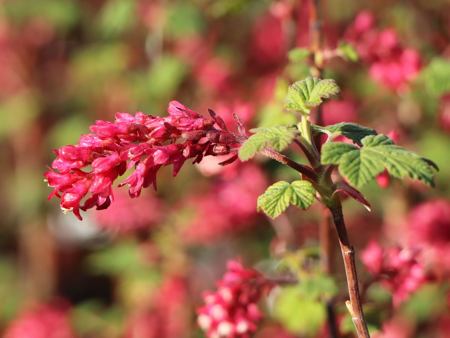 ZierJohannisbeere 'Amore'® Ribes sanguineum 'Amore'® Baumschule