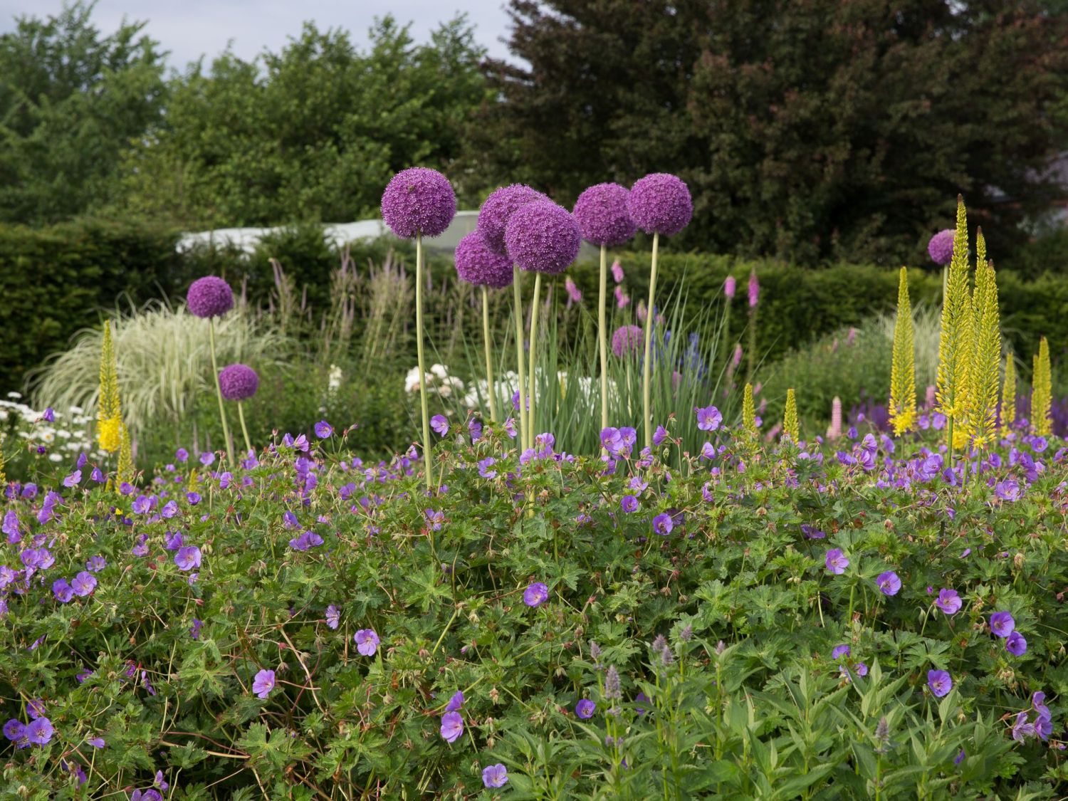 Zierlauch 'Globemaster'