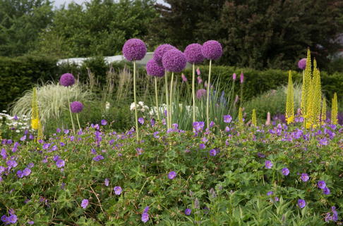 Zierlauch 'Globemaster' - Allium macleanii 'Globemaster'