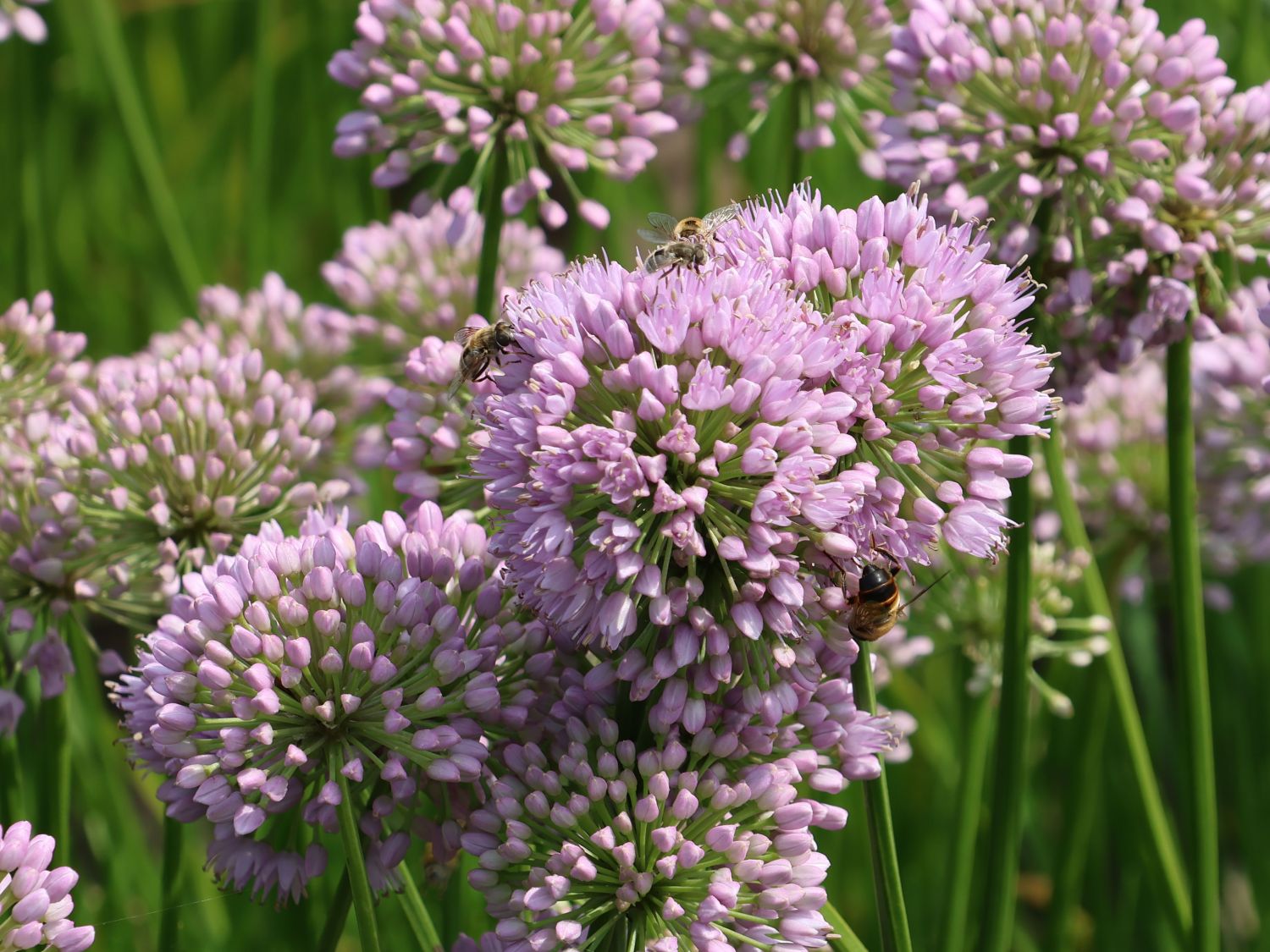 Zier-Lauch 'In Orbit'