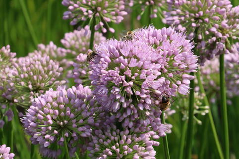Zier-Lauch 'In Orbit' - Allium senescens 'In Orbit'