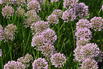 Zier-Lauch 'In Orbit' - Allium senescens 'In Orbit'