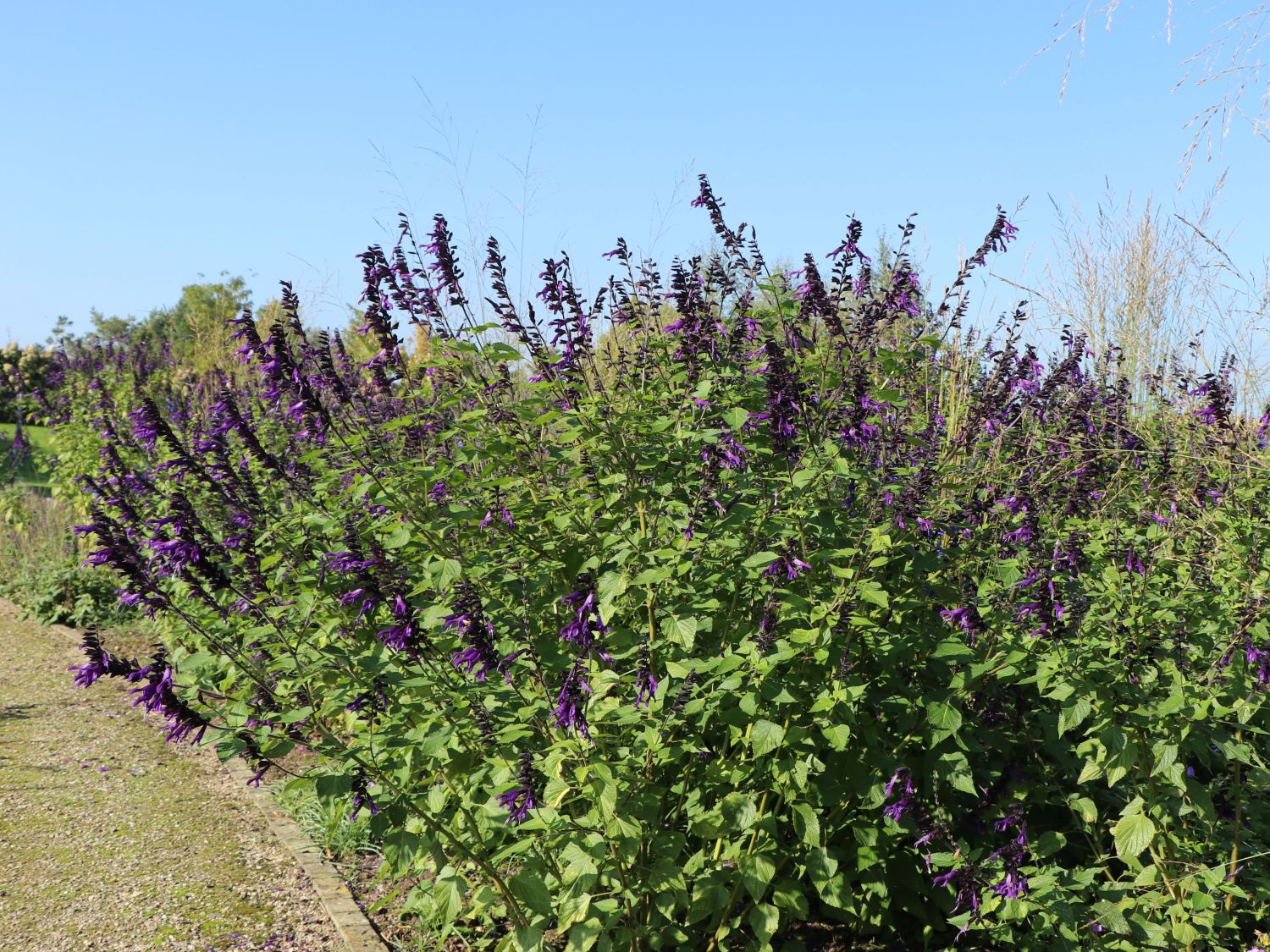 Zier-Salbei 'Amistad'