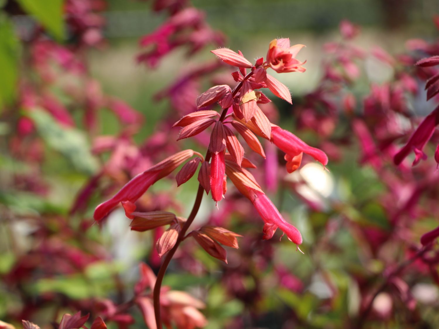 Zier-Salbei 'Ember's Wish'