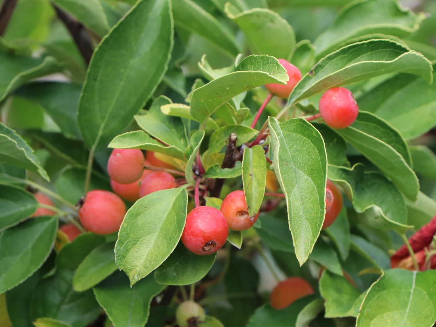 Zierapfel 'Adirondack'