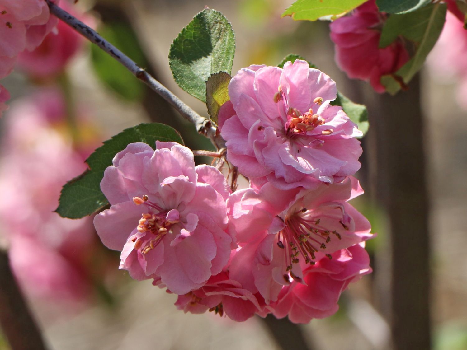 Zierapfel 'Brandy Magic'