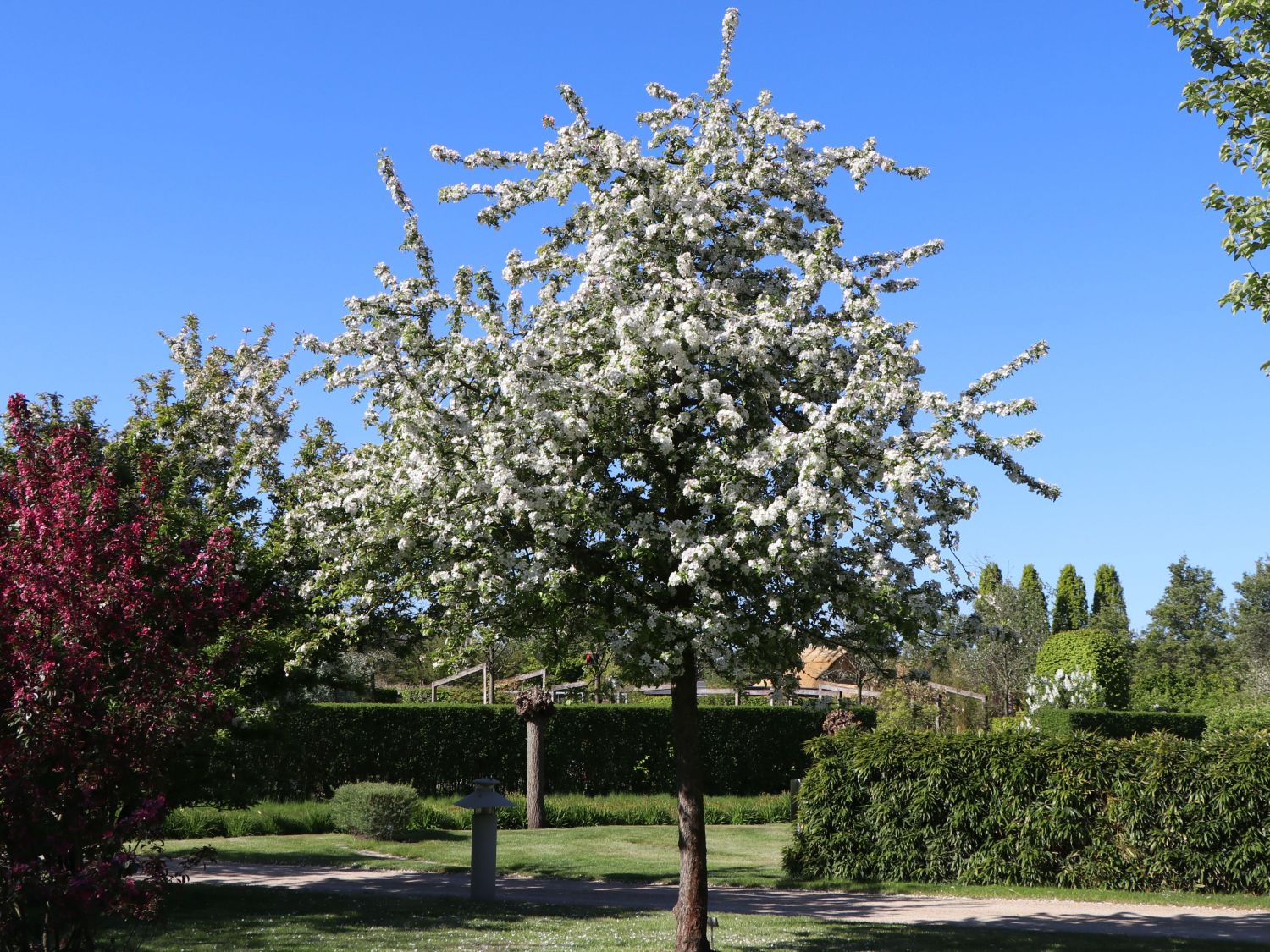 Zierapfel 'Butterball' Malus 'Butterball' Baumschule Horstmann