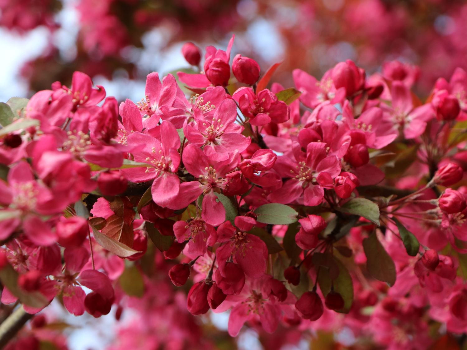 Zierapfel 'Coccinella' ® - Malus 'Coccinella' ® - Baumschule Horstmann