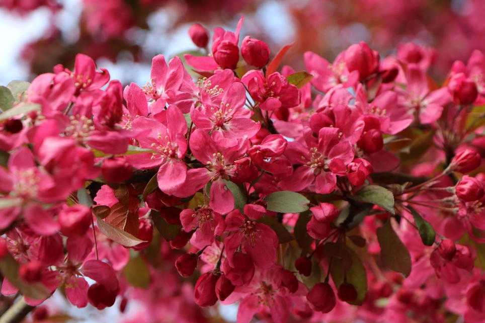 Zierapfel 'Coccinella' ® - Malus 'Coccinella' ® - Baumschule Horstmann