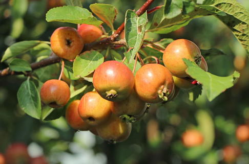Zierapfel 'Evereste' - Malus 'Evereste'