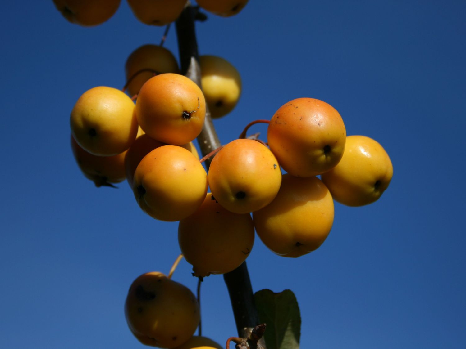 Zierapfel 'Golden Hornet' - Malus 'Golden Hornet'