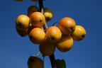 Zierapfel 'Golden Hornet' - Malus 'Golden Hornet'