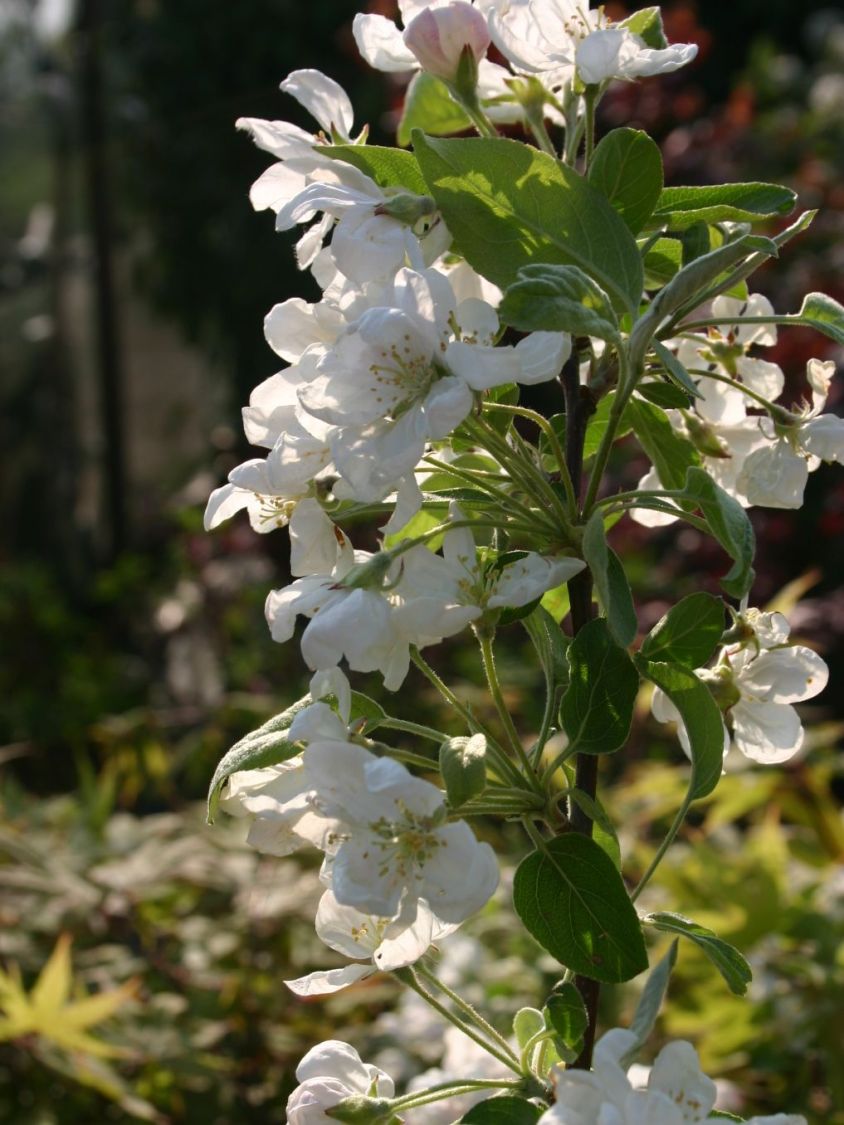 Zierapfel 'Golden Hornet' - Malus 'Golden Hornet'
