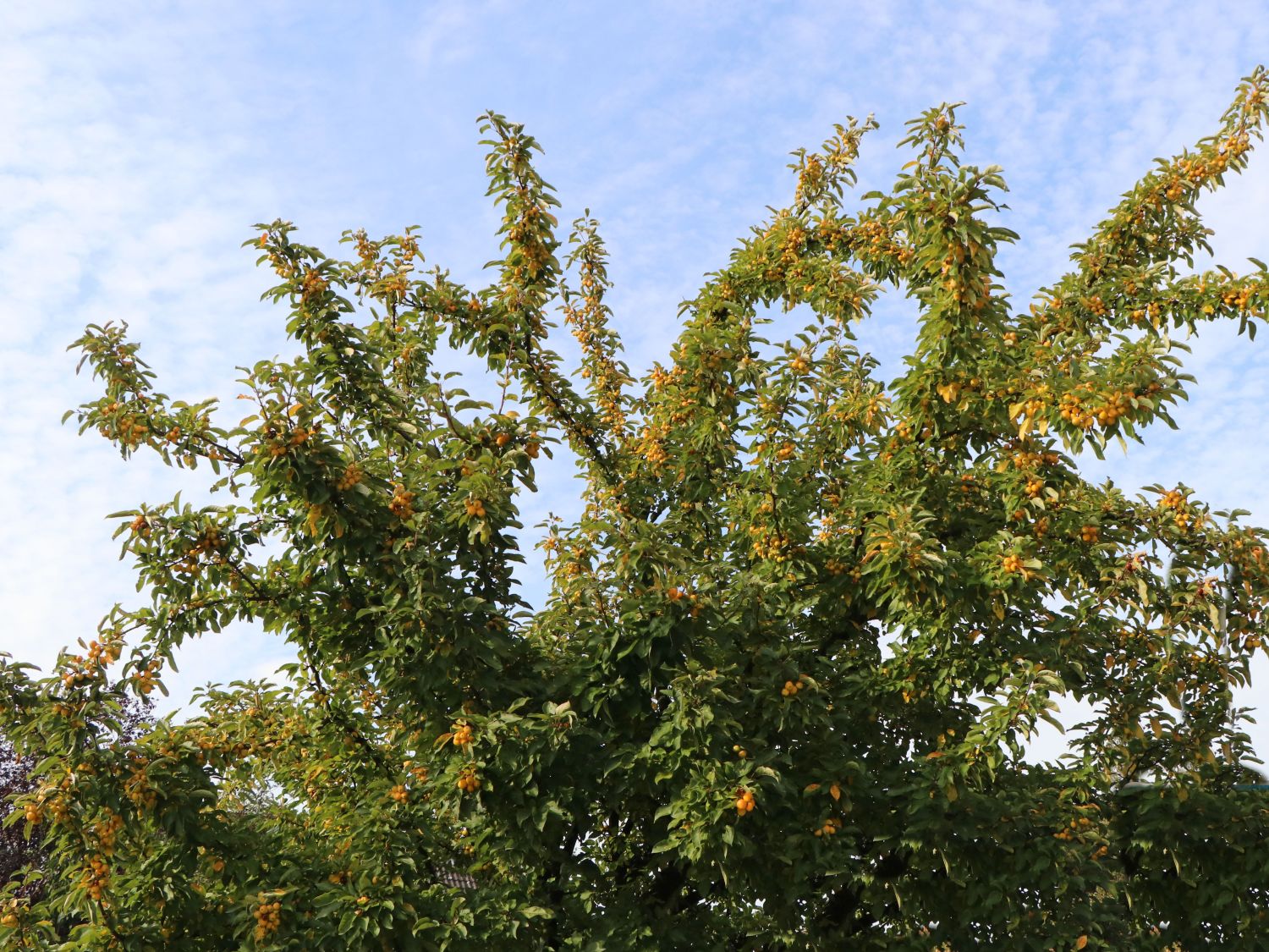 Zierapfel 'Golden Hornet' - Malus 'Golden Hornet'