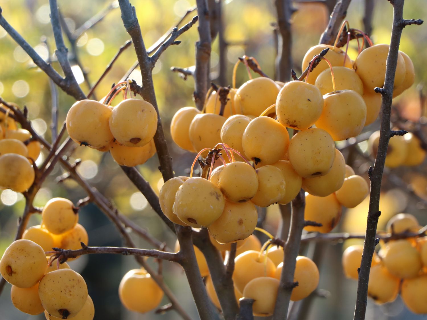 Zierapfel 'Golden Hornet' - Malus 'Golden Hornet'