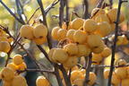 Zierapfel 'Golden Hornet' - Malus 'Golden Hornet'