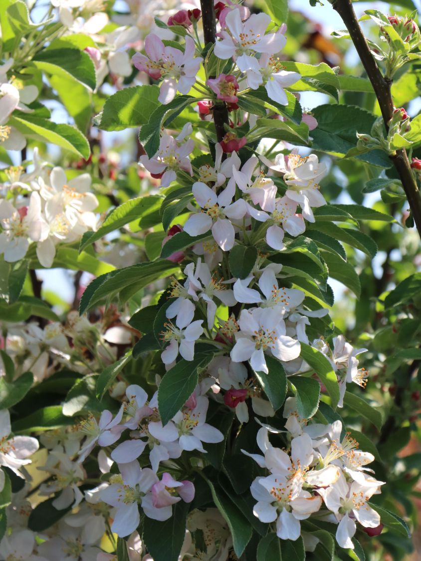 Zierapfel 'Golden Hornet' - Malus 'Golden Hornet'