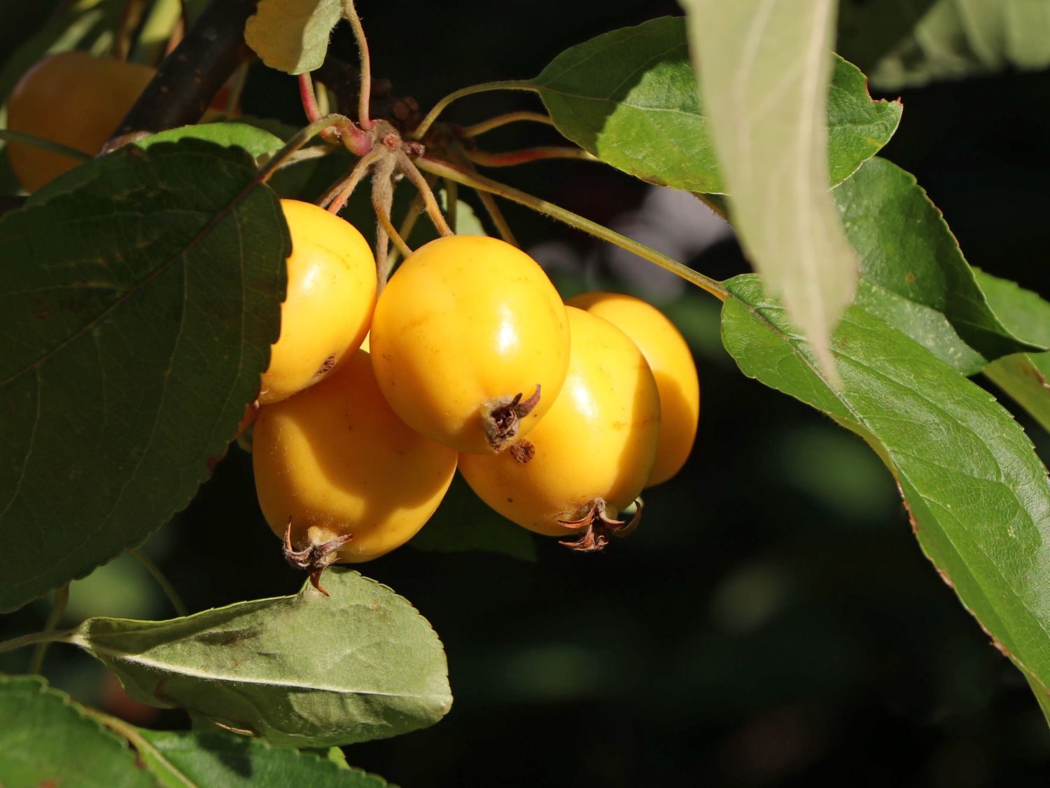 Zierapfel 'Golden Hornet' - Malus 'Golden Hornet'