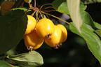 Zierapfel 'Golden Hornet' - Malus 'Golden Hornet'