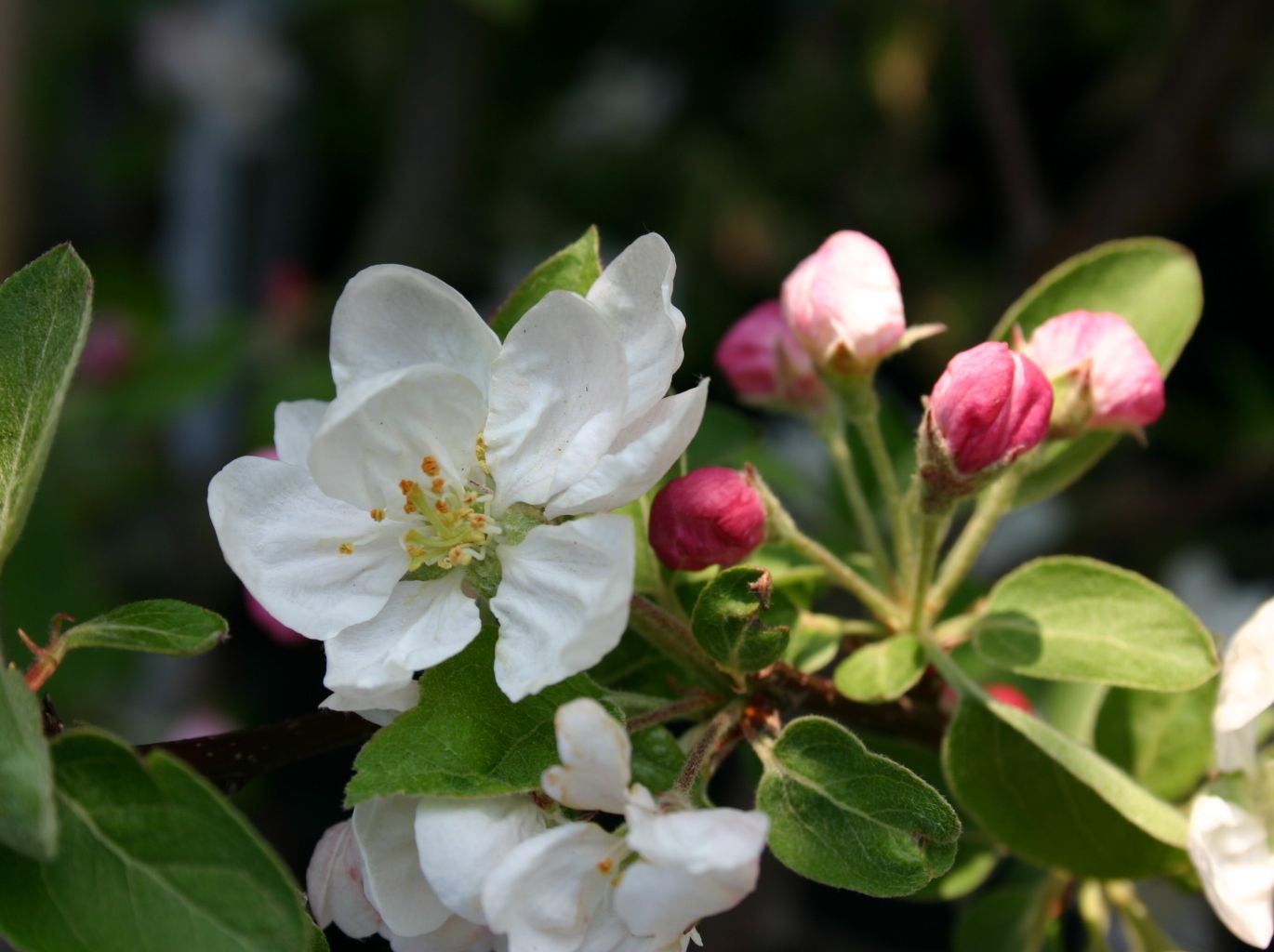 Zierapfel 'Golden Hornet' - Malus 'Golden Hornet'