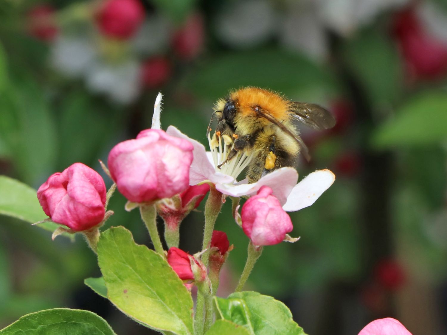 Zierapfel 'Golden Hornet' - Malus 'Golden Hornet'