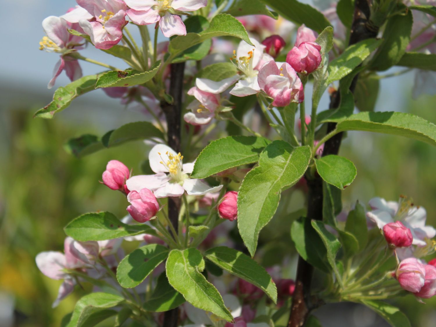 Zierapfel 'Golden Hornet' - Malus 'Golden Hornet'